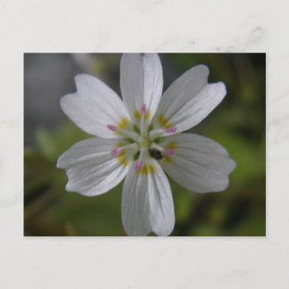 Carte Postale Beauté du printemps sibérien sur l'île de l'Unalas