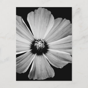 Carte Postale Beauté en noir et blanc