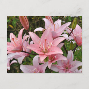 Carte Postale Beauté florale du lièvre rose