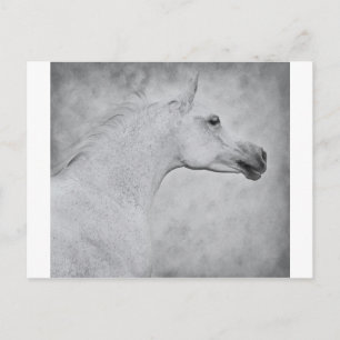 Carte Postale Beauté intemporelle