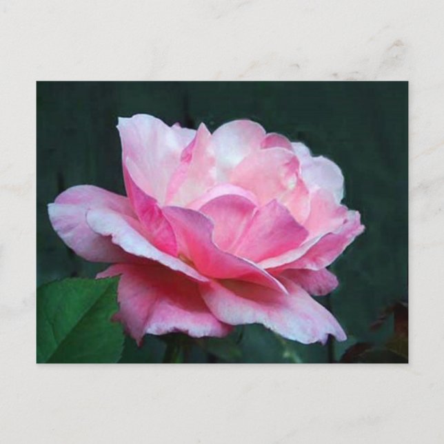 Carte Postale beauté mature (Devant)