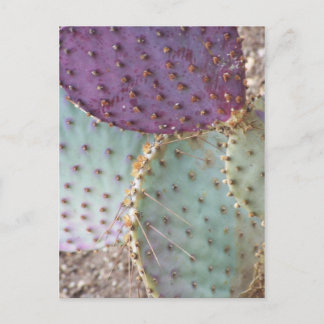 Carte Postale Beauté Naturelle...Magnifique Cactus Couleurs...