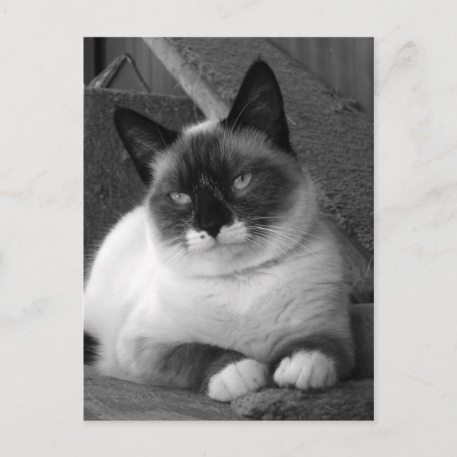 Carte Postale Beauté (noir et blanc) (Devant)