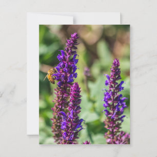 Carte Postale Beauté pourpre et abeille