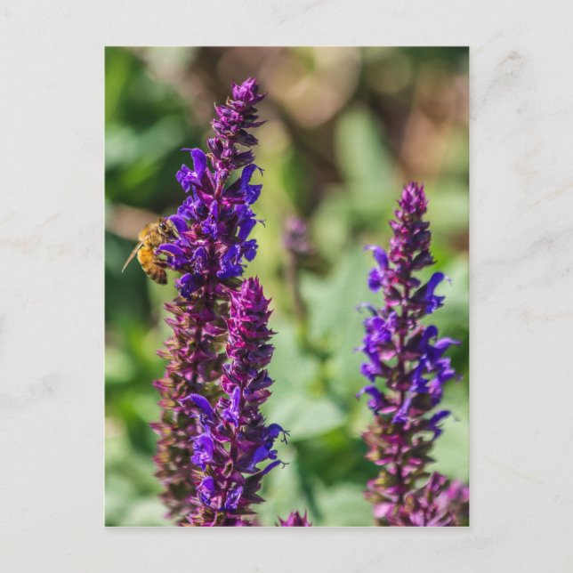 Carte Postale Beauté pourpre et abeille (Devant)
