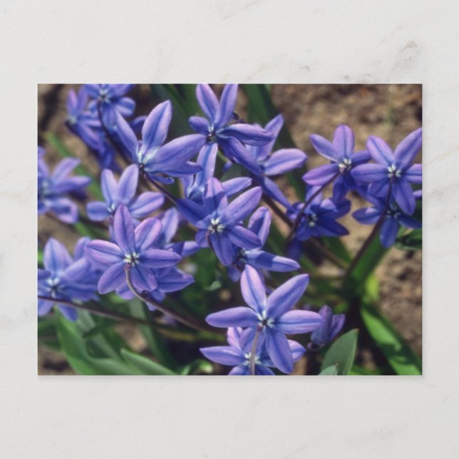 Carte Postale Beauté printanière, (Scilla Sibirica) fleurs (Devant)