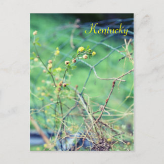 Carte Postale Beauté simple par Jersey Fawn