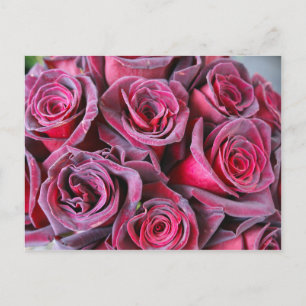 Carte Postale Beauté Velvet