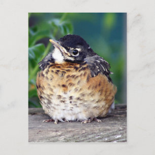 Carte Postale Beautiful Baby Robin
