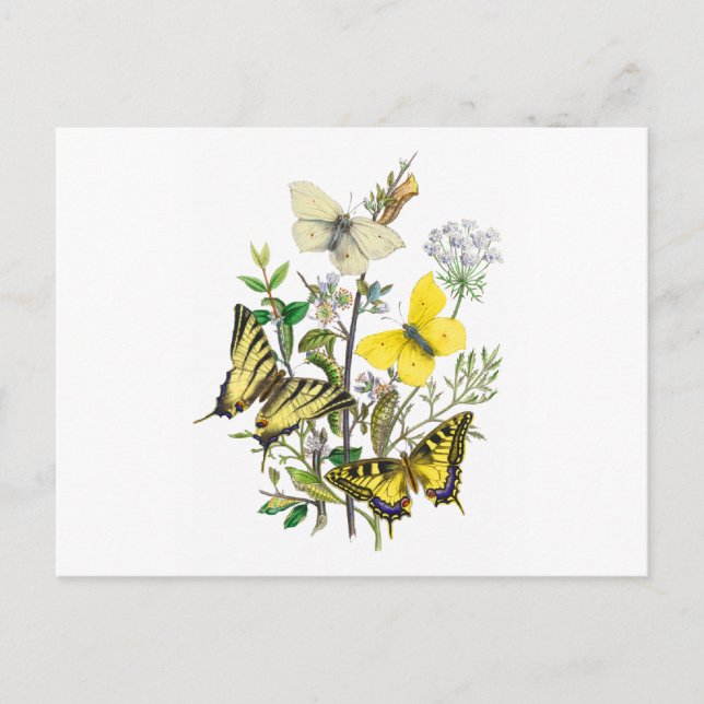Carte Postale Beautiful Butterflies (Devant)