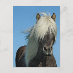 CARTE POSTALE BEAUTIFUL FJORD PONY HORSE STALLION
