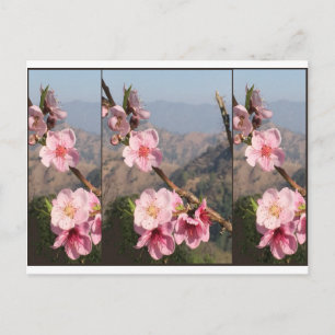 Carte Postale Beautiful Flower India UttraKHAND Plantation de fr