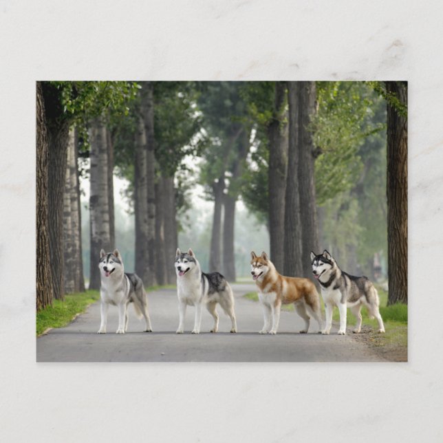 Carte Postale Beautiful Husky Dogs on Nature Trail (Devant)
