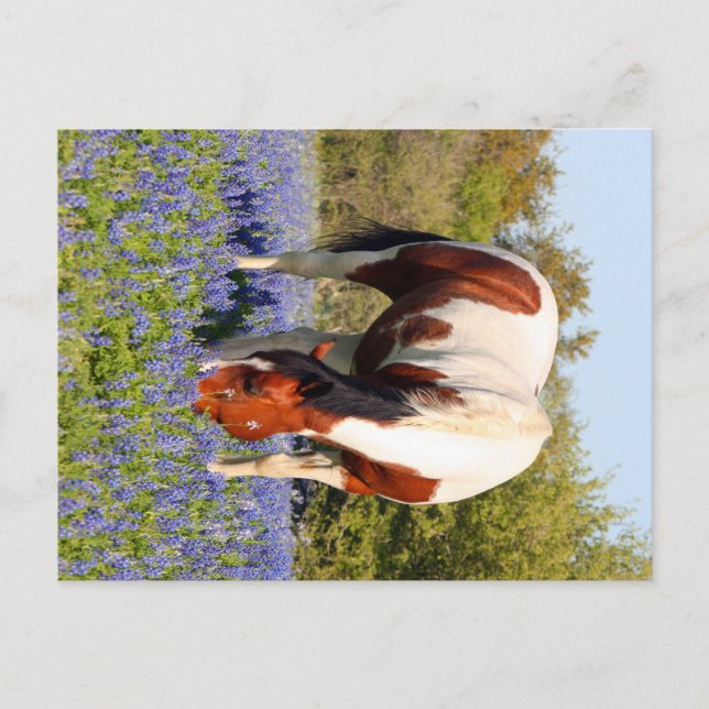 Carte Postale Beautiful Paint Horse in a field of Blue Bonnets (Devant)