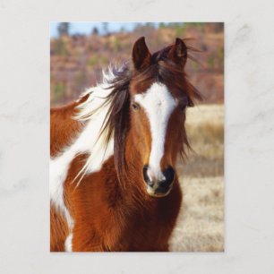 Carte Postale Beautiful Paint Horse Postcards