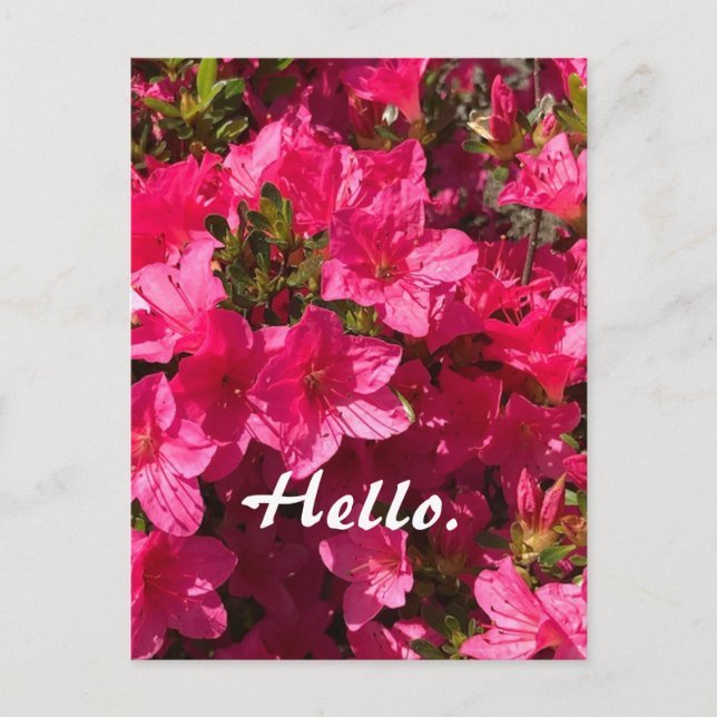 Carte Postale Beautiful Pink Azaleas Flowers Hello Postcards 2 (Devant)