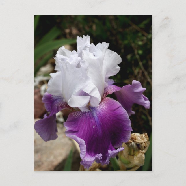 Carte Postale Beautiful Purple and White Iris Design (Devant)