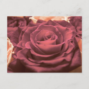 Carte Postale Beautiful red pink roses flowers photo romantic re