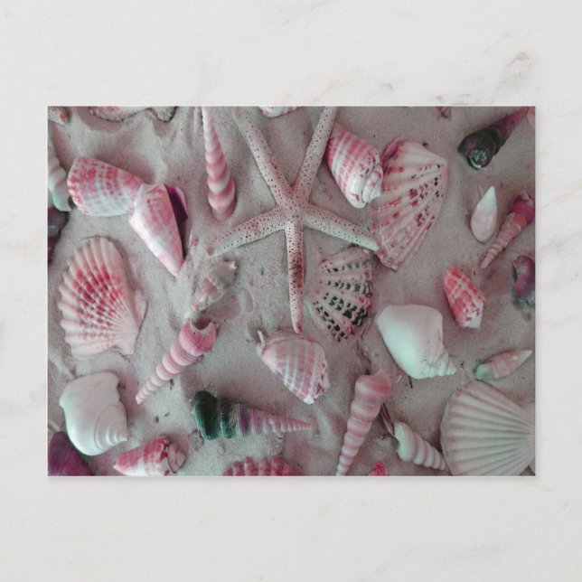 Carte Postale Beautiful Seashells (Devant)