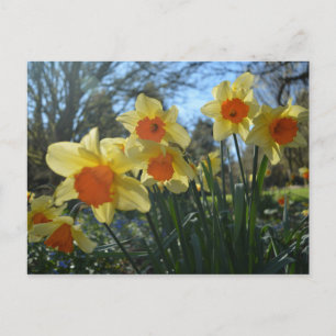 Carte Postale Beautiful spring yellow,orange daffodil flowers
