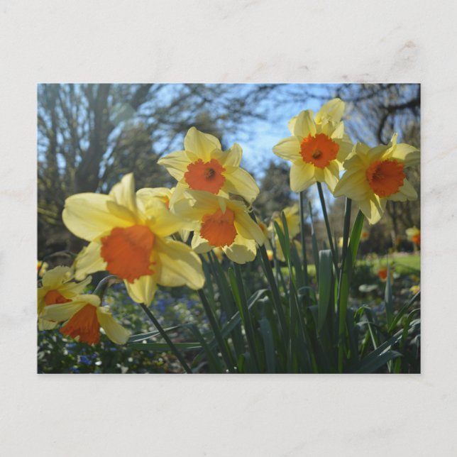 Carte Postale Beautiful spring yellow,orange daffodil flowers (Devant)