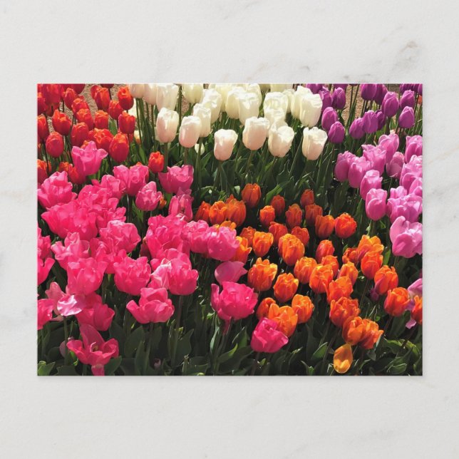 Carte Postale Beautiful Tulip (Devant)