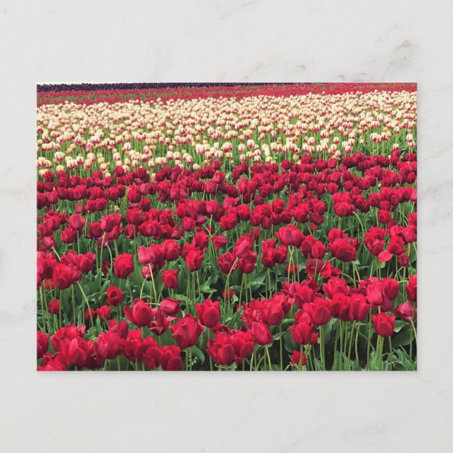 Carte Postale Beautiful Tulip Field (Devant)