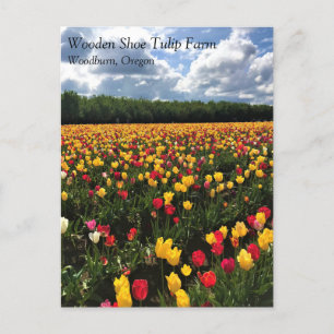 Carte Postale Beautiful Tulip Field