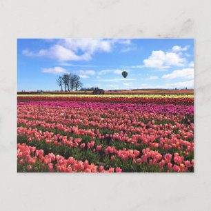 Carte Postale Beautiful Tulip Field avec Hot Air Balloon, Oregon