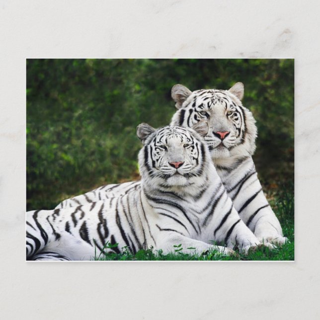 Carte Postale Beautiful White Tigers (Devant)