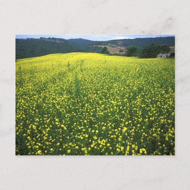 Carte Postale Beautiful yellow flower covered fields of San (Devant)