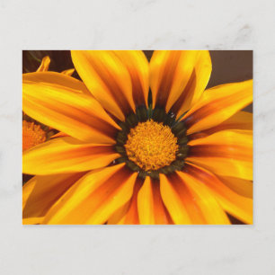 Carte Postale Beautiful Yellow Gazania