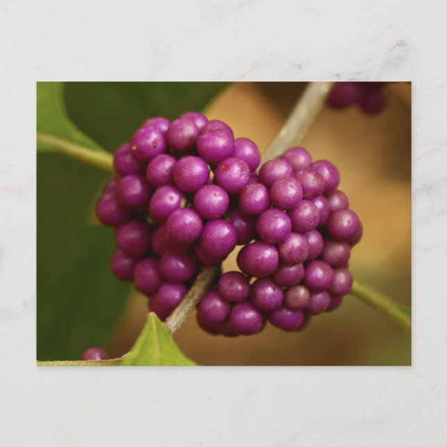 Carte Postale Beauty Berry (Devant)