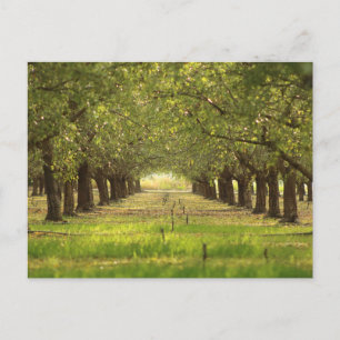 Carte Postale Beaux arbres, Almond Orchard Farm Post Card