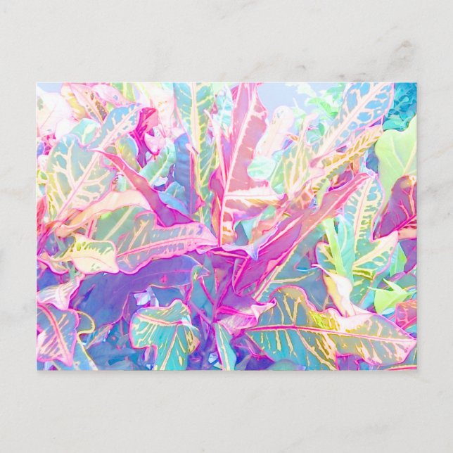 Carte Postale Beaux feuilles de croton (2) (Devant)