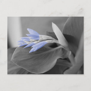 Carte Postale Beaux Fleurs Bleus Léger Couleur Splash Photo