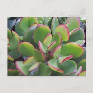 Carte Postale Beaux Jardins d'Oxnard au bord de la plage...