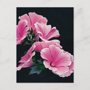 Carte Postale Beaux Jardins Roses Mallow Fleurs Roses