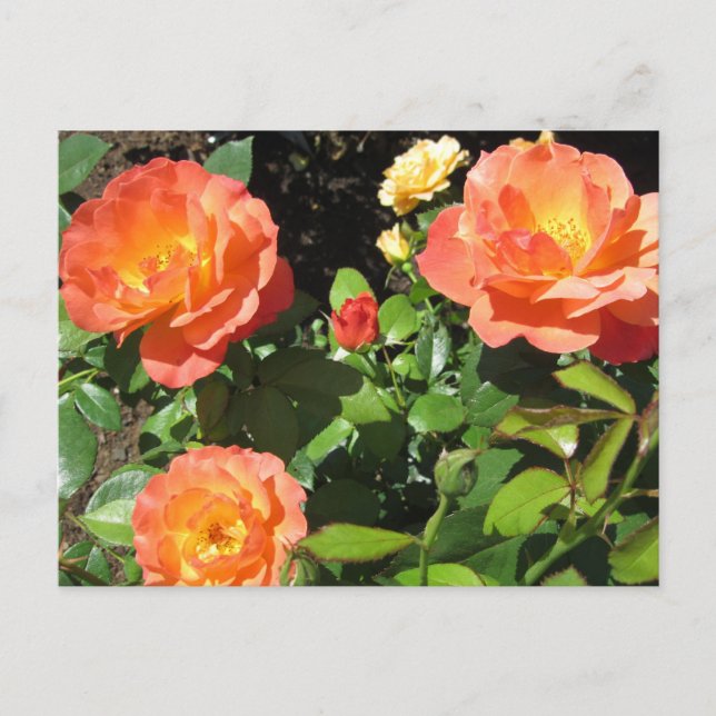 Carte Postale Beaux Roses coralliens (Devant)