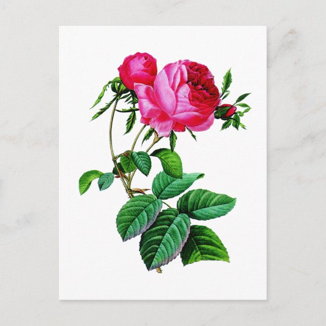 Carte Postale Beaux Roses de choux rouges par Redoute (Devant)