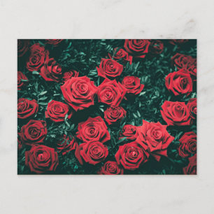 Carte Postale Beaux Roses Rouges