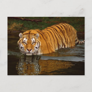 Carte Postale Beaux Tee - shirts photo de tigre, GIfts - Personn