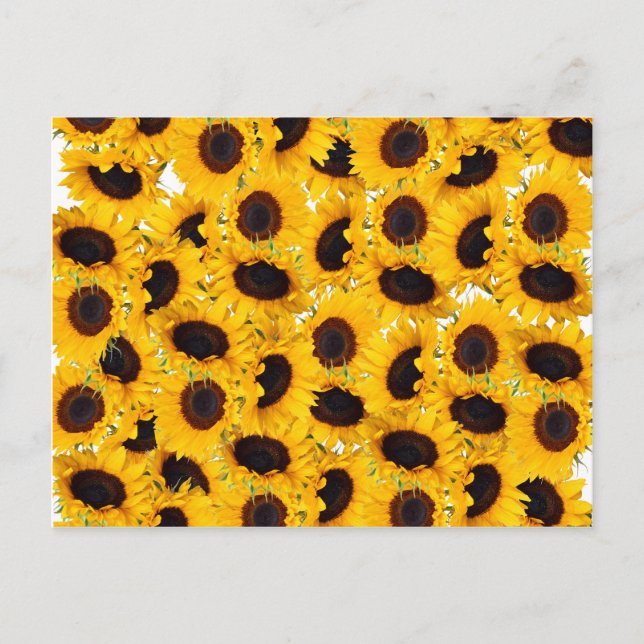 Carte Postale Beaux Tournesols Vibrants Nature Motif Floral (Devant)