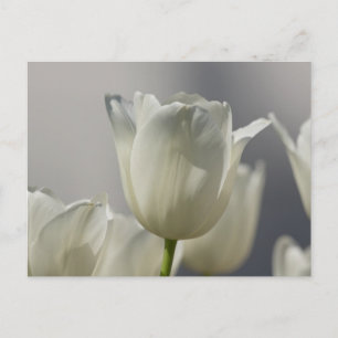 Carte Postale Beaux Tulipes Blanches de Printemps