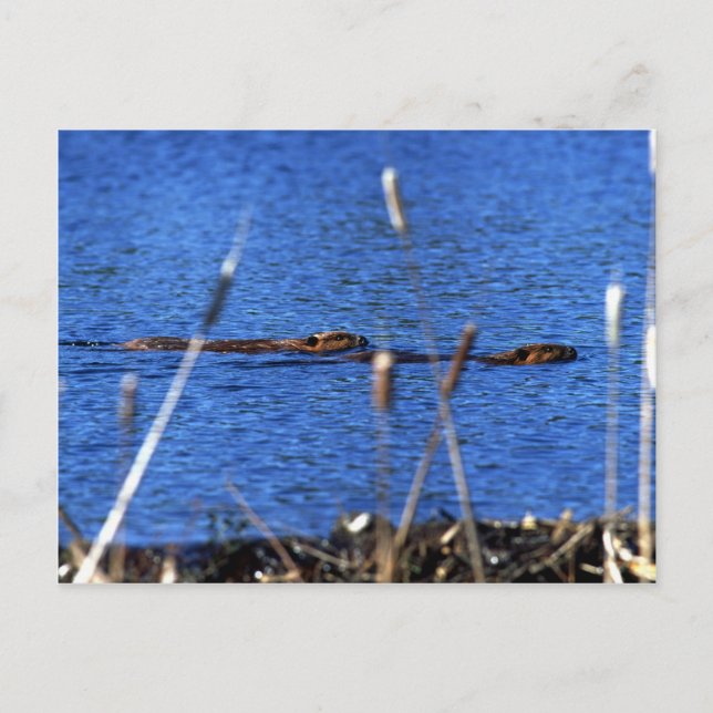 Carte postale Beaver (Devant)