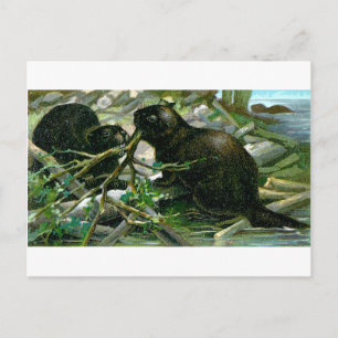 Carte Postale Beaver