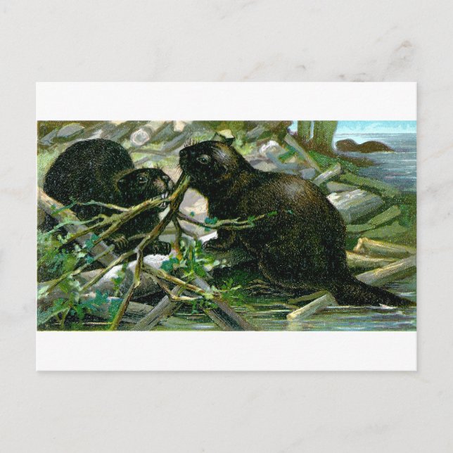 Carte Postale Beaver (Devant)