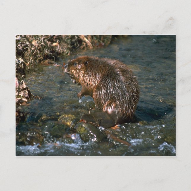 Carte Postale Beaver (Devant)