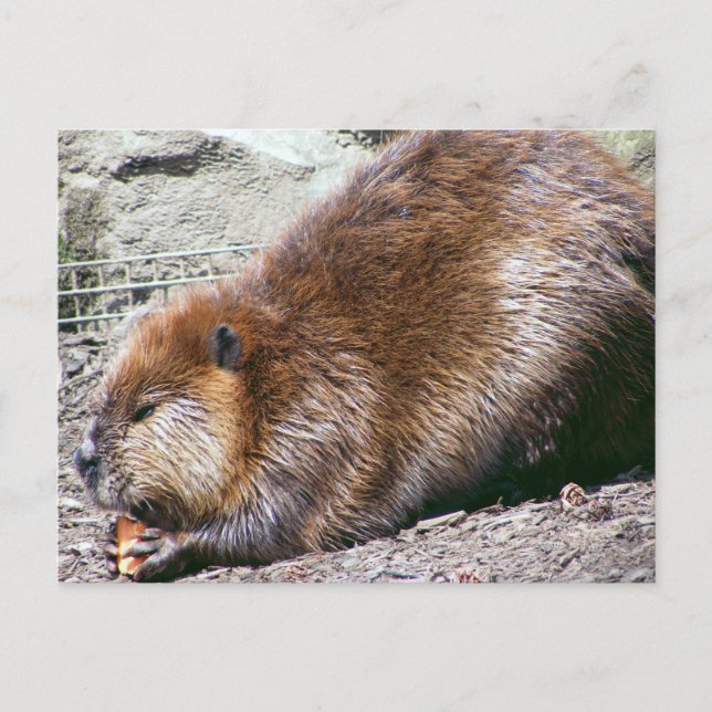 Carte Postale Beaver (Devant)