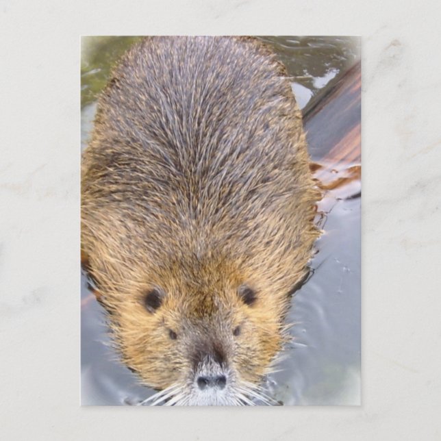 Carte postale Beaver (Devant)